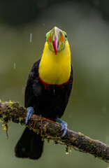 Fototapeta premium A toucan in Costa Rica