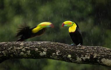 A toucan in Costa Rica