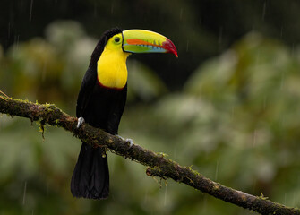 A toucan in Costa Rica