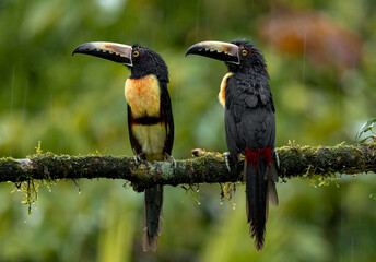 A toucan in Costa Rica