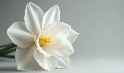 Obraz premium White daffodil close-up, soft light background, floral still life