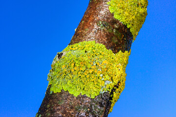 Xanthoria parietina - yellow-green lichen on a tree branch against the blue sky, Odessa