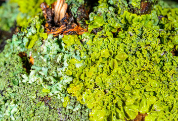 Xanthoria parietina - multiplying yellow-green lichen on the trunk of an old tree, Odessa
