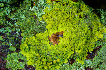 Xanthoria parietina - multiplying yellow-green lichen on the trunk of an old tree, Odessa