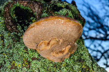 Phellinus sp. - young tinder fungus growing on an old apricot tree, Odessa