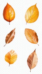 Obraz premium Autumn Leaf Collection - Illustrated, Pure Color Leaves for Microstock
