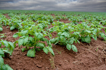 Potato plants growing in the fields of rural Prince Edward Island, Canada.