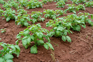 Potato plants growing in the fields of rural Prince Edward Island, Canada.