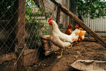 Chickens in a Rustic Farmyard With a Wooden Fence and Greenery Surrounding Them During a Sunny Day