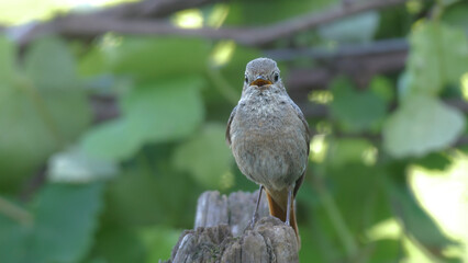 Wildlife - Birds. The black redstart (Phoenicurus ochrurus) bird lives on rocky slopes, upland villages and cities. They are mostly found at high altitudes, but in winter they descend to the seashore.