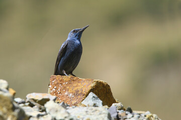 Wildlife - Birds. The blue rock thrush (Monticola solitarius) lives on cliffs and feeds on insects, small reptiles, fruit and seeds.