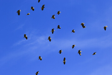 Image of a flock of night herons flying through the air.