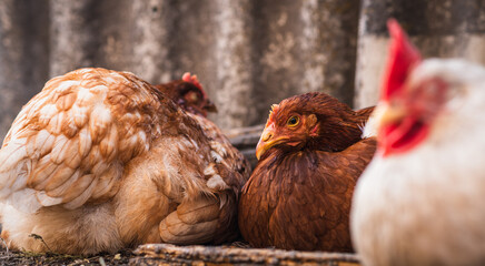 Chickens Resting in a Rural Farmyard Setting Enjoying the Afternoon Sun and Natural Surroundings