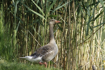 Eine Gans vor Schilf am Wasser