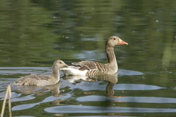 Gänse mit mehreren Jungen auf einem Teich