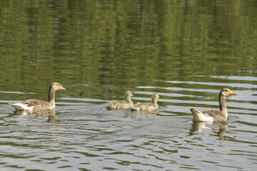 Eine Gänse Familie mit ihren Jungen auf einem See