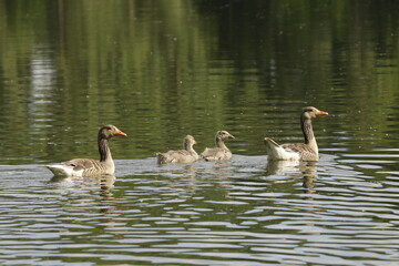 Eine Gänse Familie mit ihren Jungen auf einem See