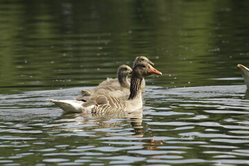 Eine Gänse Familie mit ihren Jungen auf einem See