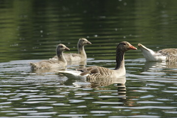 Eine Gänse Familie mit ihren Jungen auf einem See