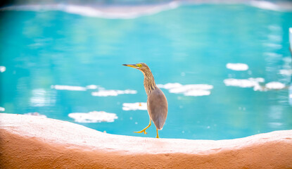 A white-winged heron near a pond, standing, drinking water, looking around. Tropical bird close up....