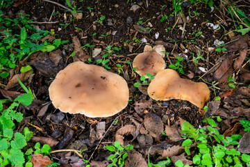 Lepista -Clitocybe- saeva, an edible tasty mushroom with a bluish stem, Ukraine