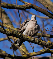 bird on a branch