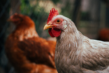 Chickens Wandering Around a Farmyard Showcasing Daily Activities and Interactions in a Rural Setting
