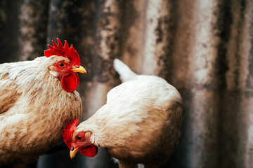 Chickens Wandering Around a Farmyard Showcasing Daily Activities and Interactions in a Rural Setting