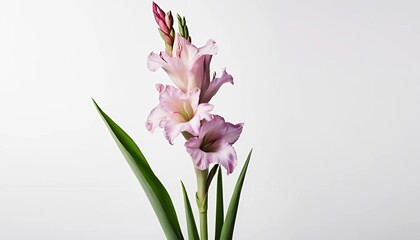 Obraz premium pink gladiolus on a white background
