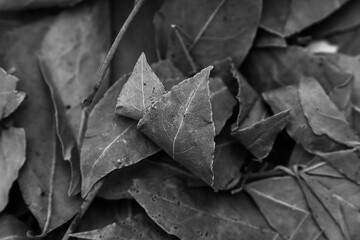black and white dry autumn foliage