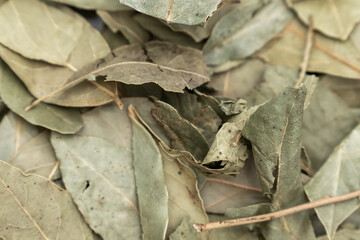 a pile of dried bay leaves