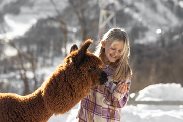 alpaca in the mountains, beautiful girl feeding alpaca © Mariya Surmacheva