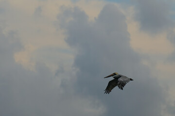 Brown Pelicans foraging for food in the crystal clear and shallow waters of the Florida Keys