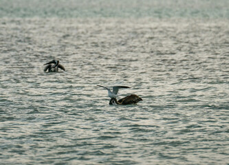 Brown Pelicans foraging for food in the crystal clear and shallow waters of the Florida Keys
