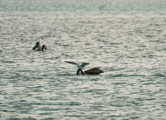 Brown Pelicans foraging for food in the crystal clear and shallow waters of the Florida Keys