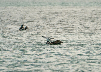 Brown Pelicans foraging for food in the crystal clear and shallow waters of the Florida Keys