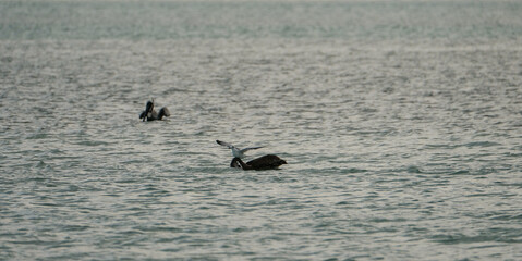 Brown Pelicans foraging for food in the crystal clear and shallow waters of the Florida Keys