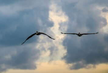 Brown Pelicans foraging for food in the crystal clear and shallow waters of the Florida Keys