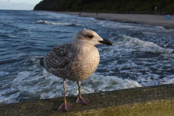 Heringsmöwe auf einer Seebrücke an der Ostsee
