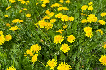 Dandelions are medicinal. Thickets of yellow flowers and green leaves of a medicinal plant. Background, backdrop, screen, desktop.