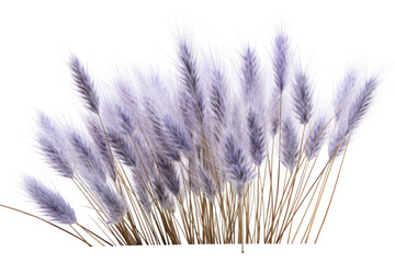 Beautiful arrangement of soft purple grass displayed on a minimalist background for natural decor