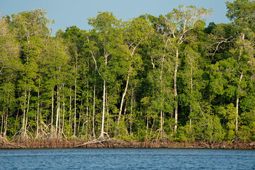 landscape with trees and water in a mangrove forest in Chiapas Mexico