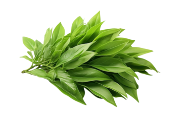 Fresh green basil leaves gathered for culinary use and herbal applications in various dishes