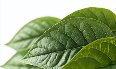 Obraz premium Closeup vibrant green leaves