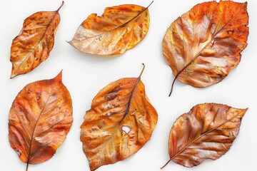 Vibrant orange and brown leaves are arranged artistically, showcasing the unique textures and...