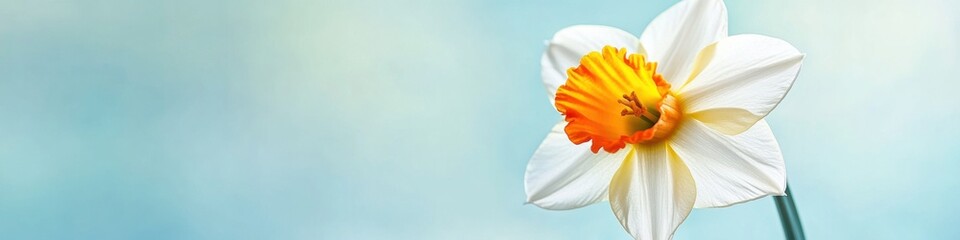 Fototapeta premium Bright daffodil blooming against a soft pastel background with ample space for text on the side
