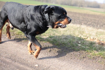 Ein Rottweiler läuft seitlich vorbei