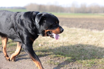 Ein Rottweiler l&auml;uft seitlich vorbei