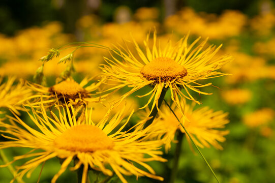 Oman Wielki, Inula magnifica, ż&oacute;łty kwiat na polu