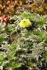Fototapeta premium yellow flowers in the garden